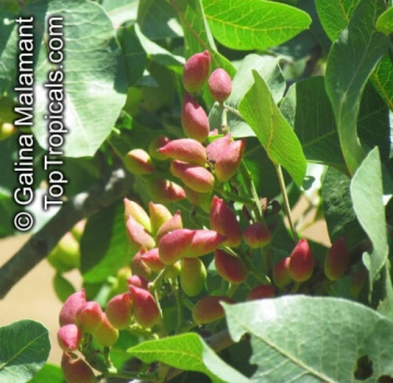 Pistacia vera, 10-100 Samen